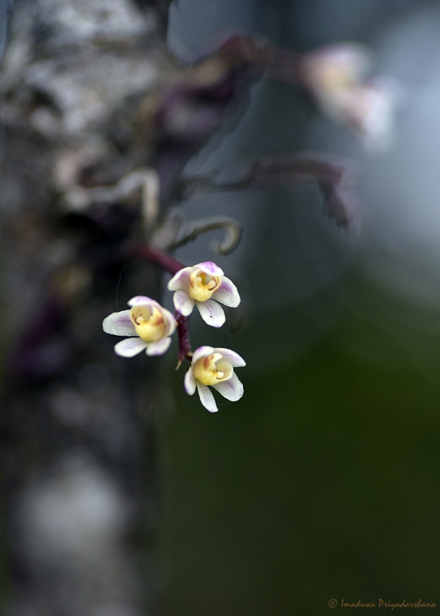 Chiloschista fasciata (F.Muell.) Seidenf. & Ormerod